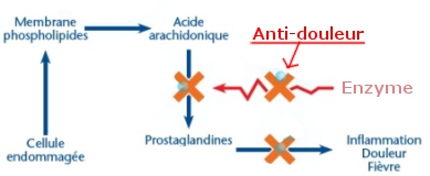 Les antidouleurs inhibent la production de prostaglandines